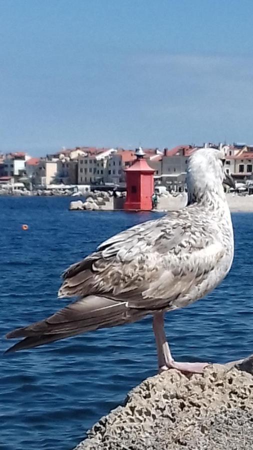 Apartments Piran Zewnętrze zdjęcie